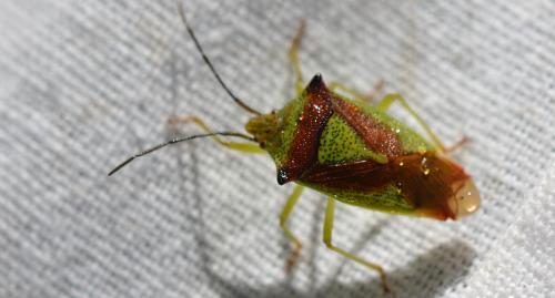 Acanthosoma haemorrhoidale